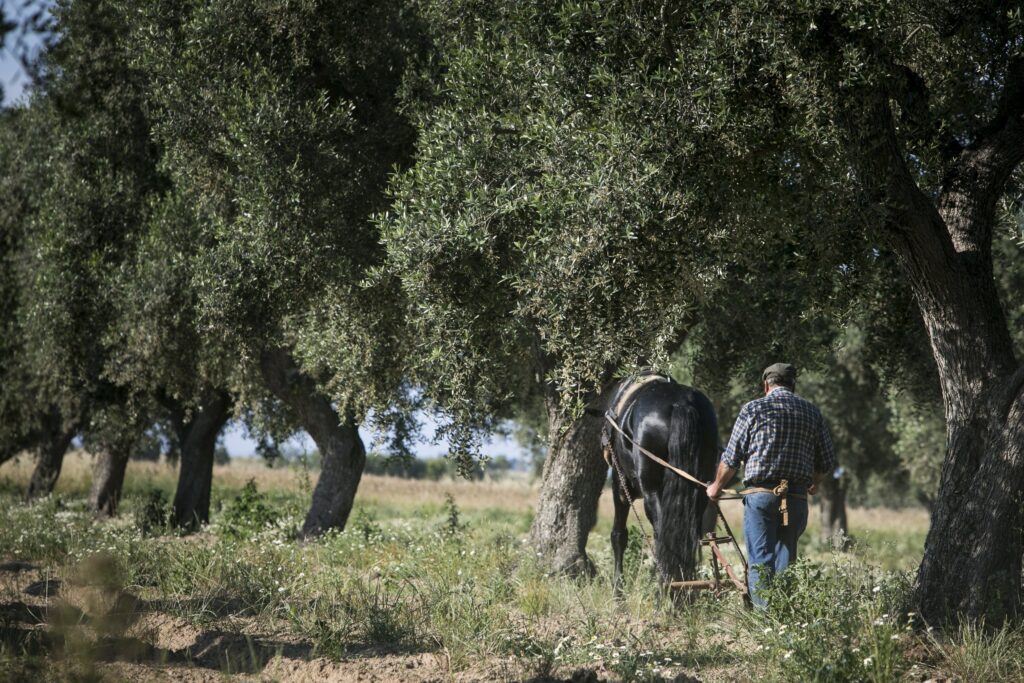 Aratura con il cavallo tra gli ulivi di Tatamà