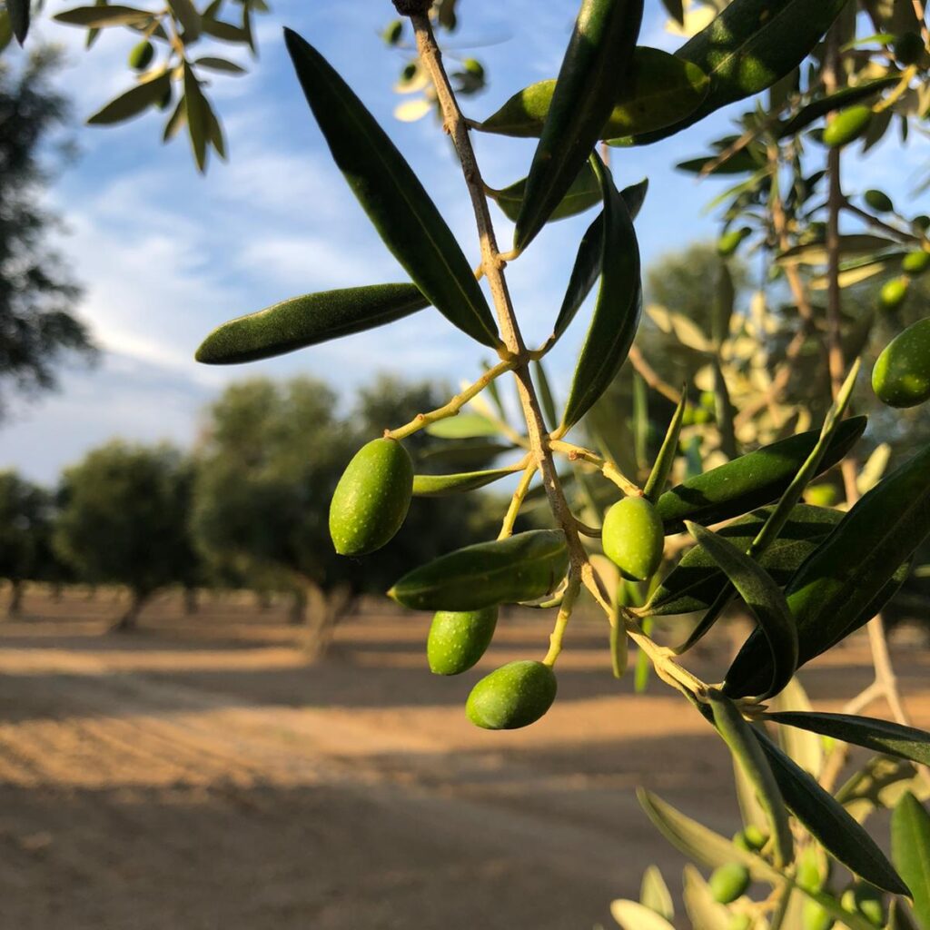 Olive Cellina di Nardò e Ogliarola salentina sui rami
