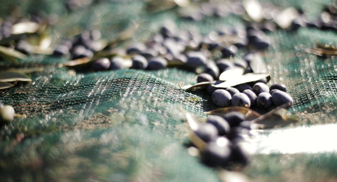 Olive appena raccolte sulle reti