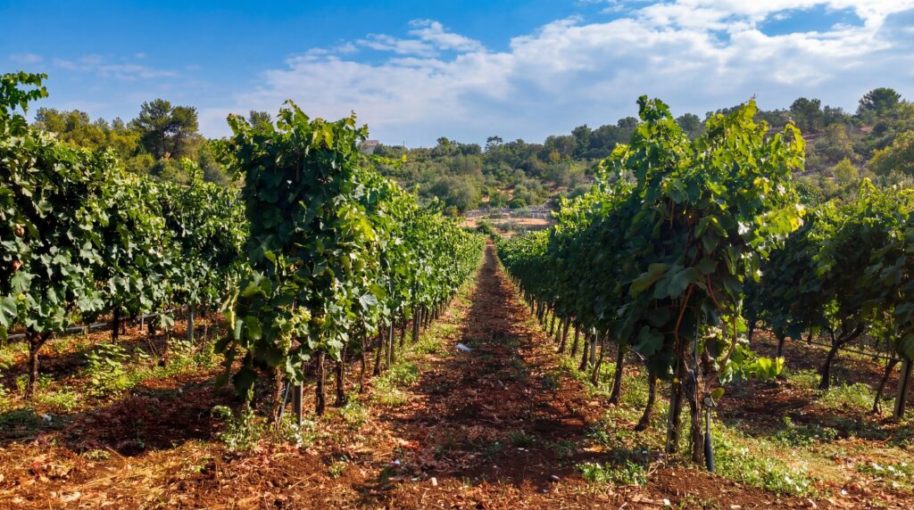 Filari della vigna Tatamà nell’Alto Salento